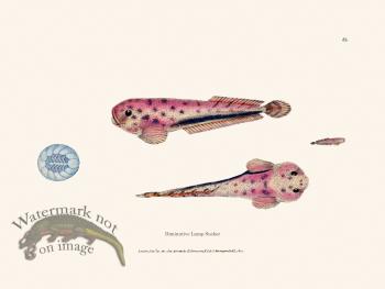 085 Diminutive Lump Sucker